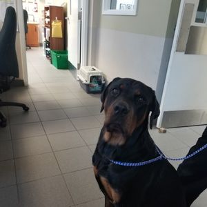 Meet your Posher, Cherice